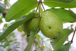 goyave fruit sur le arbre dans le jardin avec vert feuilles Contexte photo