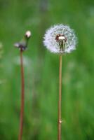 pissenlit fleur sur vert Contexte. taraxacum photo