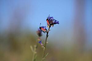 coccinelles sur une bleu fleur photo