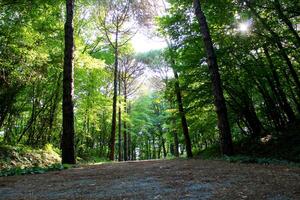 Istanbul Belgrade forêt. saleté route entre pin des arbres. endémique pin des arbres photo