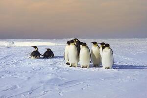 groupe de empereur manchot, aptenodytes forsteri, sur la glace banquise près le Britanique haley antarctique gare, Atka baie, mariage mer, Antarctique photo