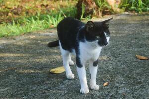 une noir et blanc chat devenu le animal de compagnie de le gens photo