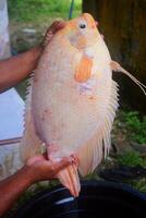 une personne main spectacles une rouge tilapia pris de une étang photo