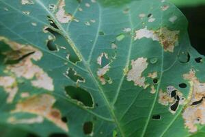 le texture de une feuille plein de chenille mord photo