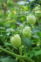 certains tomates croissance dans une petit village jardin photo