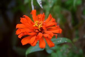 un Orange zinnia fleur croissance Frais photo