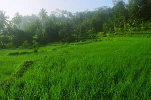 une vert riz champ et croissance très Frais riz dans le village photo