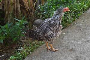 une poulet a été à la recherche pour nourriture dans une petit village photo