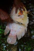 Quelqu'un nettoie le Balance de tilapia pris dans étangs photo