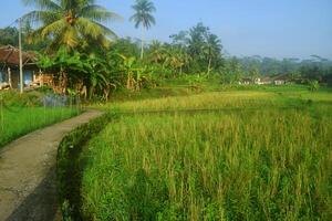 une vert riz champ et croissance très Frais riz dans le village photo