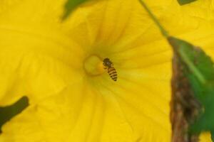 fermer photo de mon chéri les abeilles approche Jaune citrouille fleurs