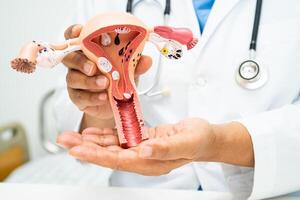 utérus, médecin avec anatomie modèle pour étude diagnostic et traitement dans hôpital. photo