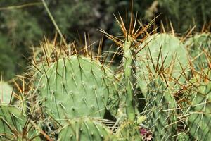 cactus champ proche en haut. photo