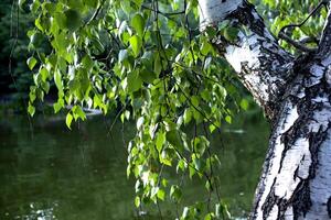 le bouleau aboyer, proche en haut. photo