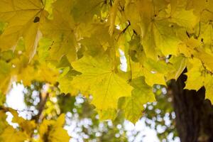 magnifique l'automne feuilles de érable, proche en haut. photo