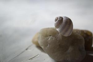 mer des pierres et coquille, proche en haut. photo