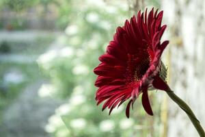 rouge gerbera proche en haut. photo