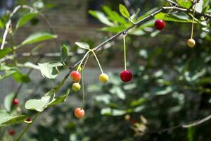 Cerise branches. proche en haut. photo