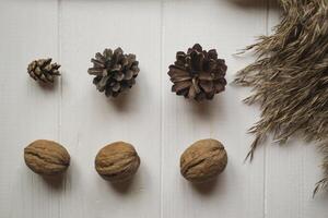 pin cônes et noix sur une blanc tableau. photo