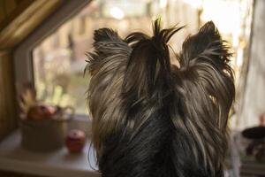 tête coup de Yorkshire terrier lequel à la recherche à la fenêtre. photo