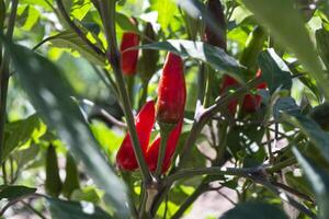 rouge poivre croissance dans le jardin. photo