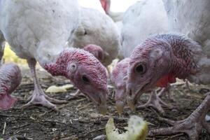 le dindes dans une poule maison. le oiseau cultiver. photo