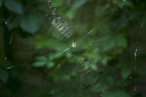 un arachnide est assis sur une araignée la toile. photo