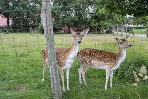 Jeune cerfs dans le cultiver. campagne vie. photo