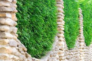 vert les plantes sur une pierre clôture. béton mur avec décoré avec une haie photo