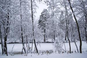 hiver forêt paysage. le des arbres dans l'hiver. photo