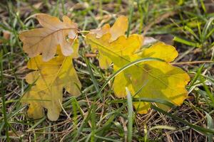 le déchue feuilles de chêne à le vert herbe. photo