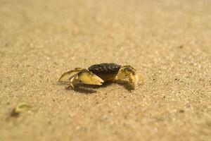 le Crabes sur une sable. macro tir. photo