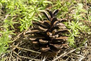 le pomme de pin sur le arbre, proche en haut. photo