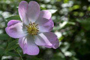 sauvage Rose proche en haut. photo