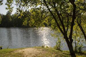 Lac dans le forêt. magnifique forêt paysage. photo