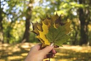 femme en portant le coloré l'automne feuilles. une bouquet de déchue feuilles. l'automne vibrations. photo