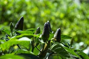 bleu poivre croissance dans le jardin. photo