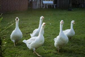 blanc oies dans une cultiver. photo