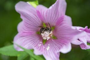 une guêpe se rassemble nectar sur une rose fleur. photo