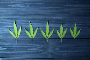 vert feuilles de chanvre sur une foncé bleu en bois Contexte. photo