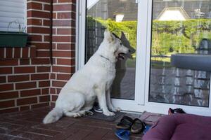 blanc Suisse berger séance à le entrée de le maison. photo