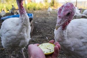 le dindes dans une poule maison. le oiseau cultiver. photo