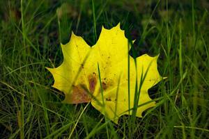 un Jaune érable feuille dans le vert herbe. l'automne Contexte. photo