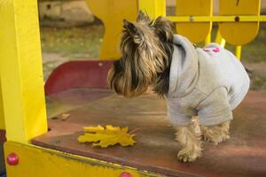 Yorkshire terrier dans le parc à l'automne. mignonne chien Extérieur. photo