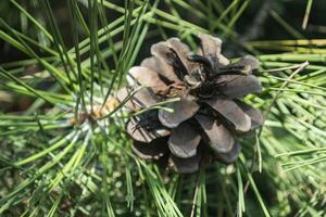 le pomme de pin sur le arbre, proche en haut. photo