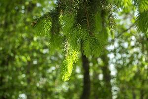 Jeune branches de pin proche en haut. vert Naturel Contexte. photo