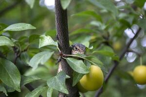 le lézard séance sur le branche de arbre. photo