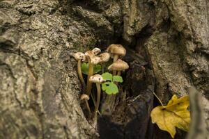 le champignons près arbre. macro tir. photo