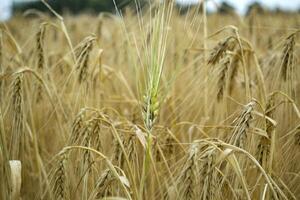 blé champ à été. proche en haut. blé Contexte. photo