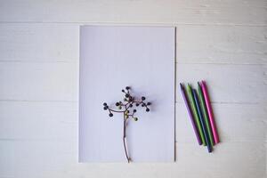 blanc papier, multicolore des crayons et branche de sauvage raisin. photo